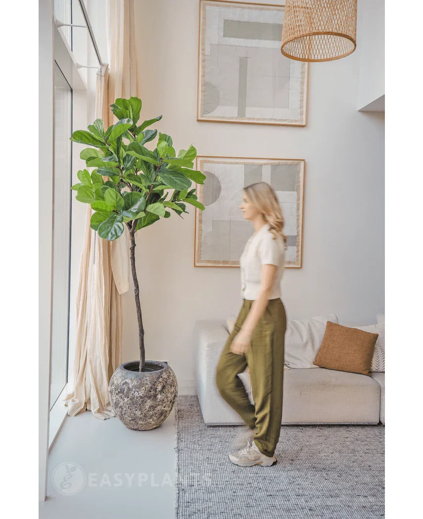 Kunstpflanze Ficus Tobacco Plant Deluxe 215 cm - Image 3