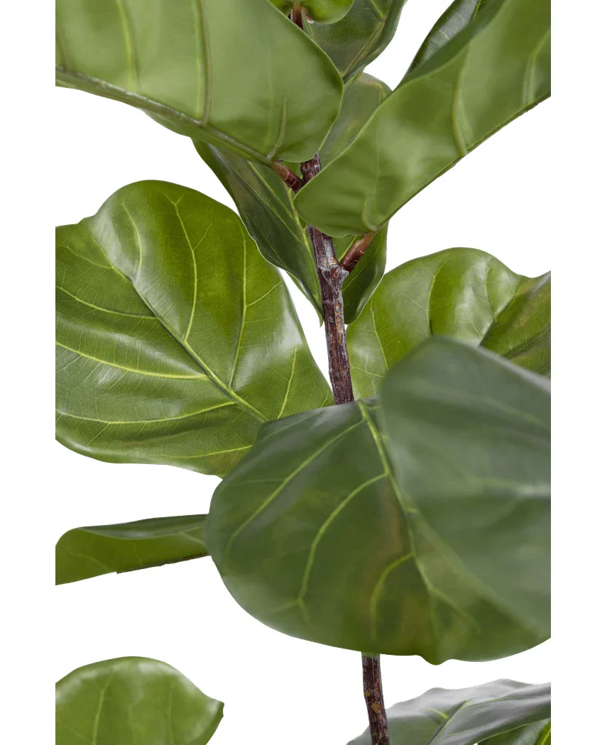 Kunstpflanze Ficus Tobacco Plant Deluxe 215 cm - Image 4