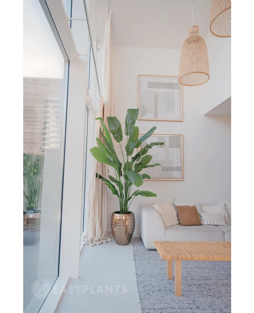 Kunstpflanze Strelitzia Nicolai Deluxe 240 cm real touch - Image 3