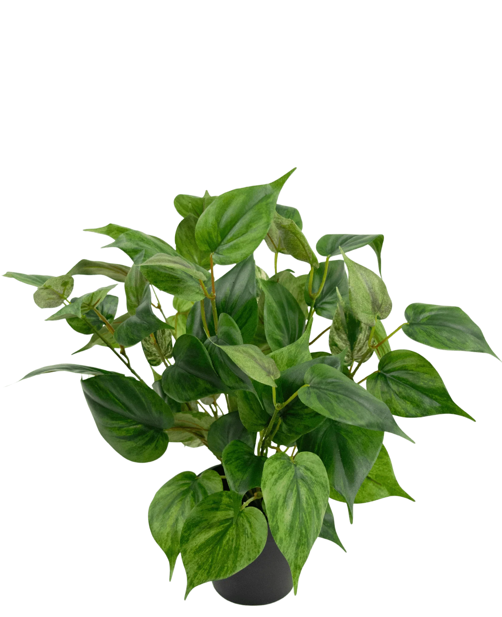 Kunst Monstera & Philo