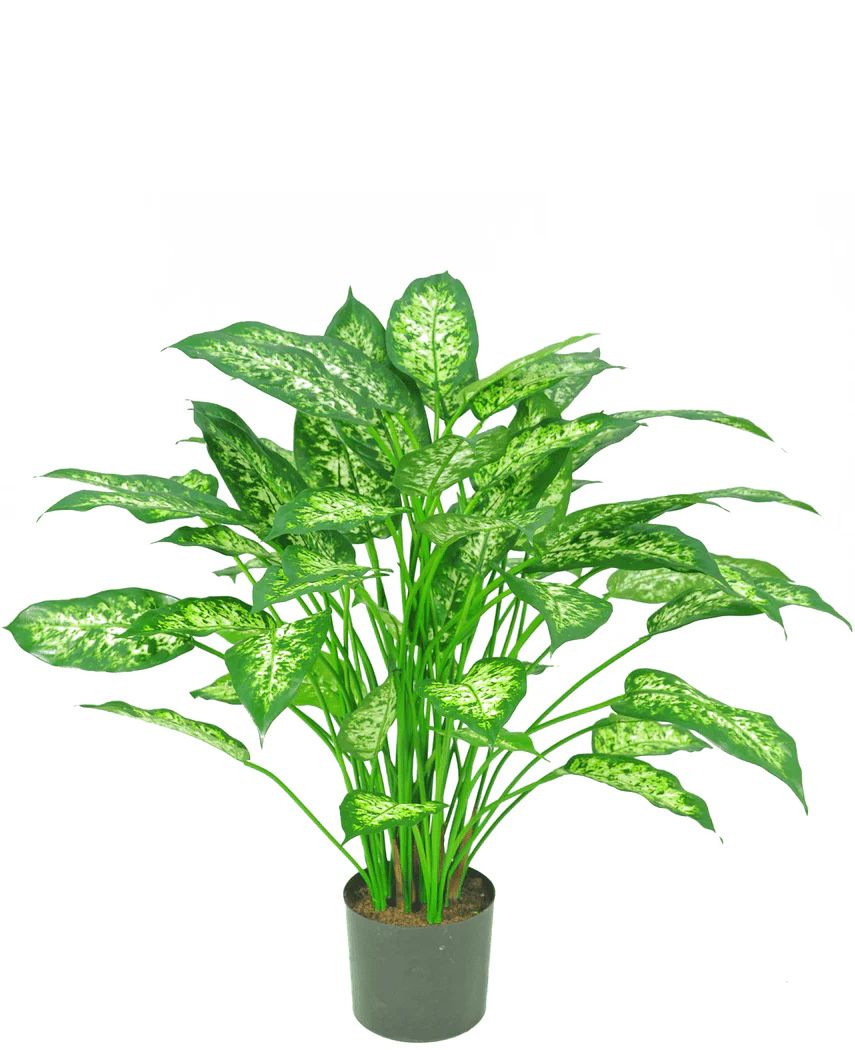 Kunstpflanze Dieffenbachia 75 cm - Image 5
