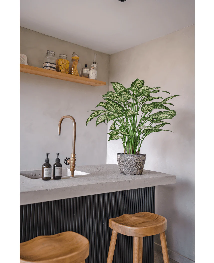 Kunstpflanze Dieffenbachia 75 cm - Image 7